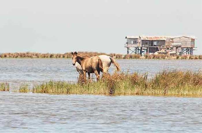 اسب های اشوراده