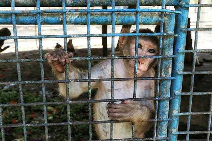 باغ وحش هویزه