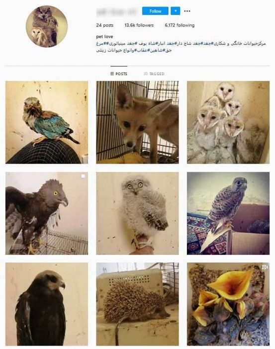 قاچاق حیات وحش