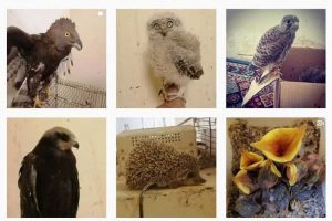 قاچاق حیات وحش