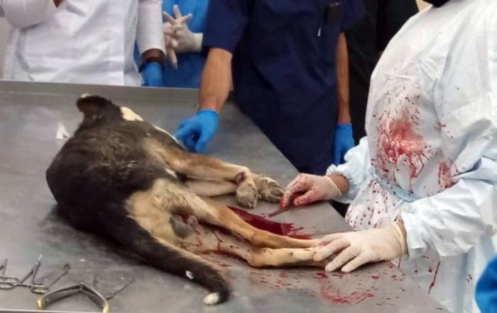 سگ دانشگاه شوشتر