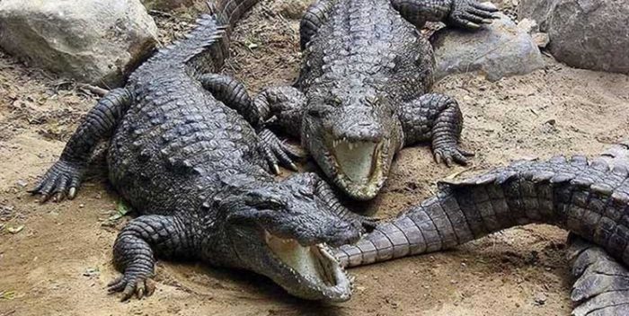 کروکدیل مشهد