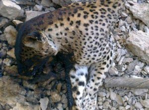 تلفات گوشتخواران بزرگ