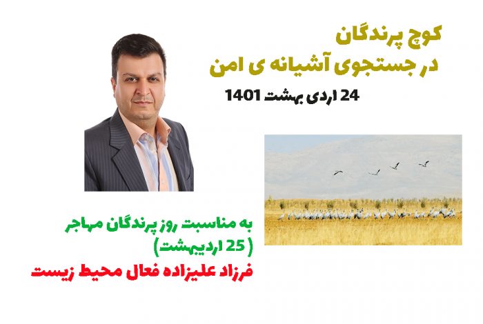 کوچ پرندگان