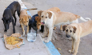 Responsible feeding of stray dogs