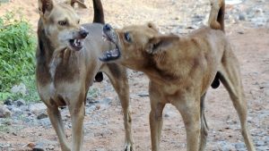 Inter-stray dog aggression