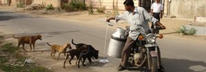 Providing food to stray dogs