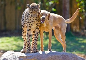 dog and cheeta