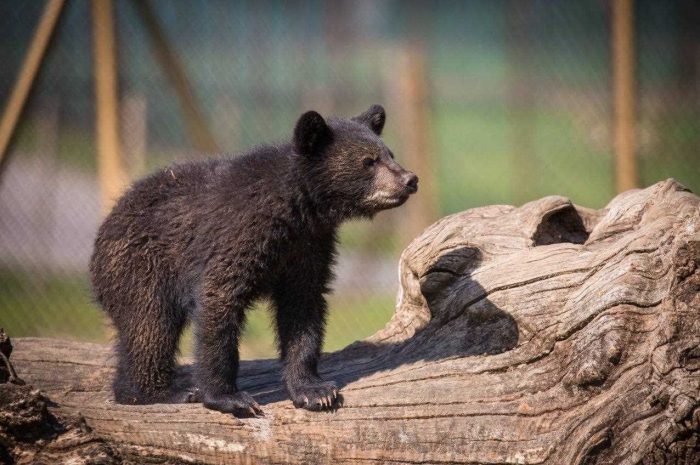 توله خرس پردیسان